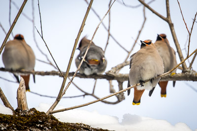 bohemiam waxwing th 3