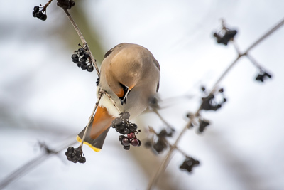 bohemiam waxwing th 5