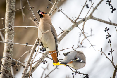 bohemiam waxwing th 7