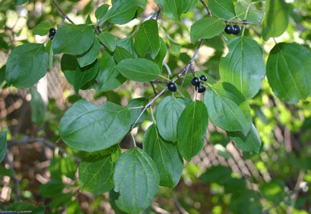 common buckthorn leaves th