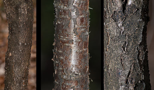 common buckthorn trunks