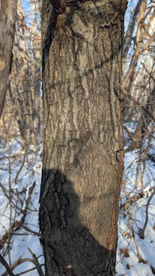 northern red oak 1 th