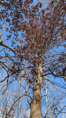 northern red oak 2 th