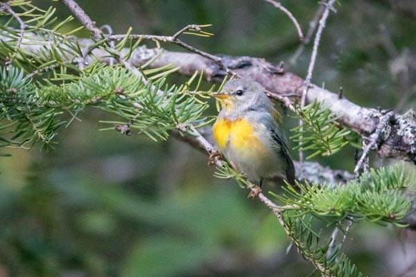 warbler 001 th