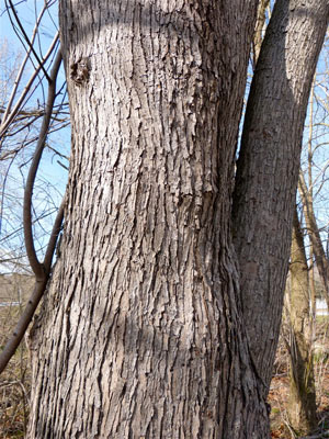 Silver maple trunk