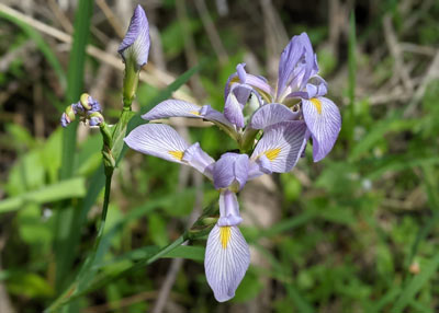virginia iris 1 th